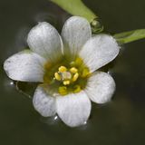 Invasive Art Karolina-Haarnixe Grüne Haarnixe Cabomba caroliniana