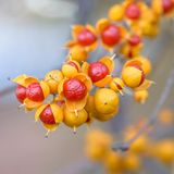 Invasive Art Rundblättriger Baumwürger Celastrus orbiculatus