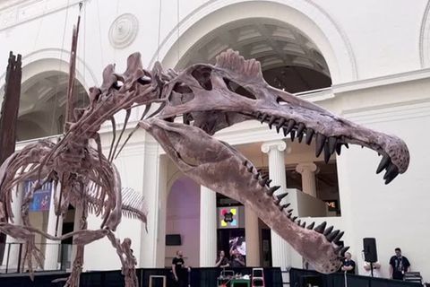 Video: Gewaltiger Spinosaurus in Chicago zu bestaunen