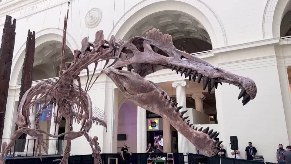 Video: Gewaltiger Spinosaurus in Chicago zu bestaunen