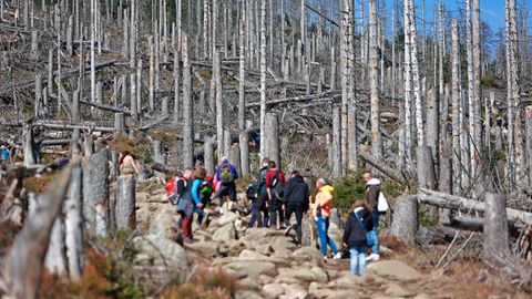 Wanderer auf dem Weg zum Brocken im Harz