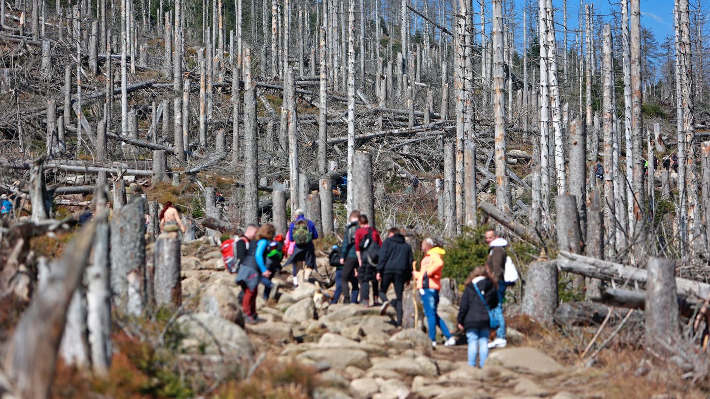 Wanderer auf dem Weg zum Brocken im Harz