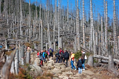 Wanderer auf dem Weg zum Brocken im Harz
