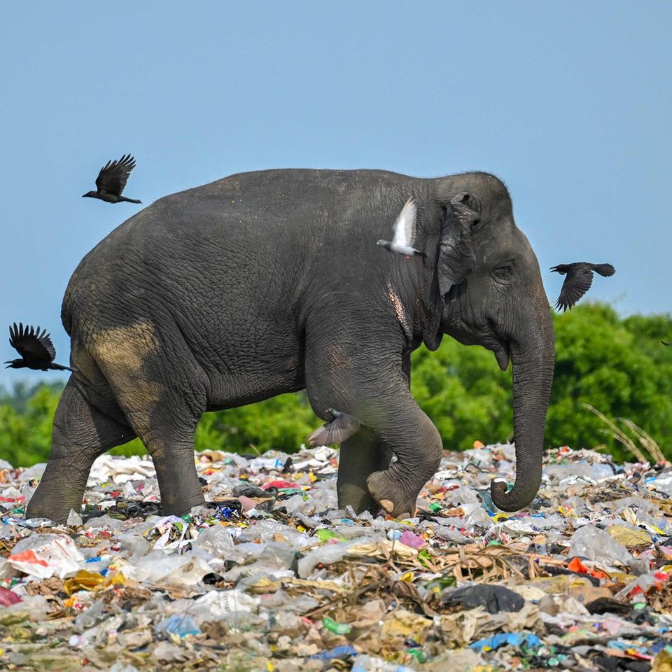 Ein wilder Elefant frisst auf einer Mülldeponie in Sri Lankas östlichem Bezirk Ampara Müll, der Plastikabfälle enthält