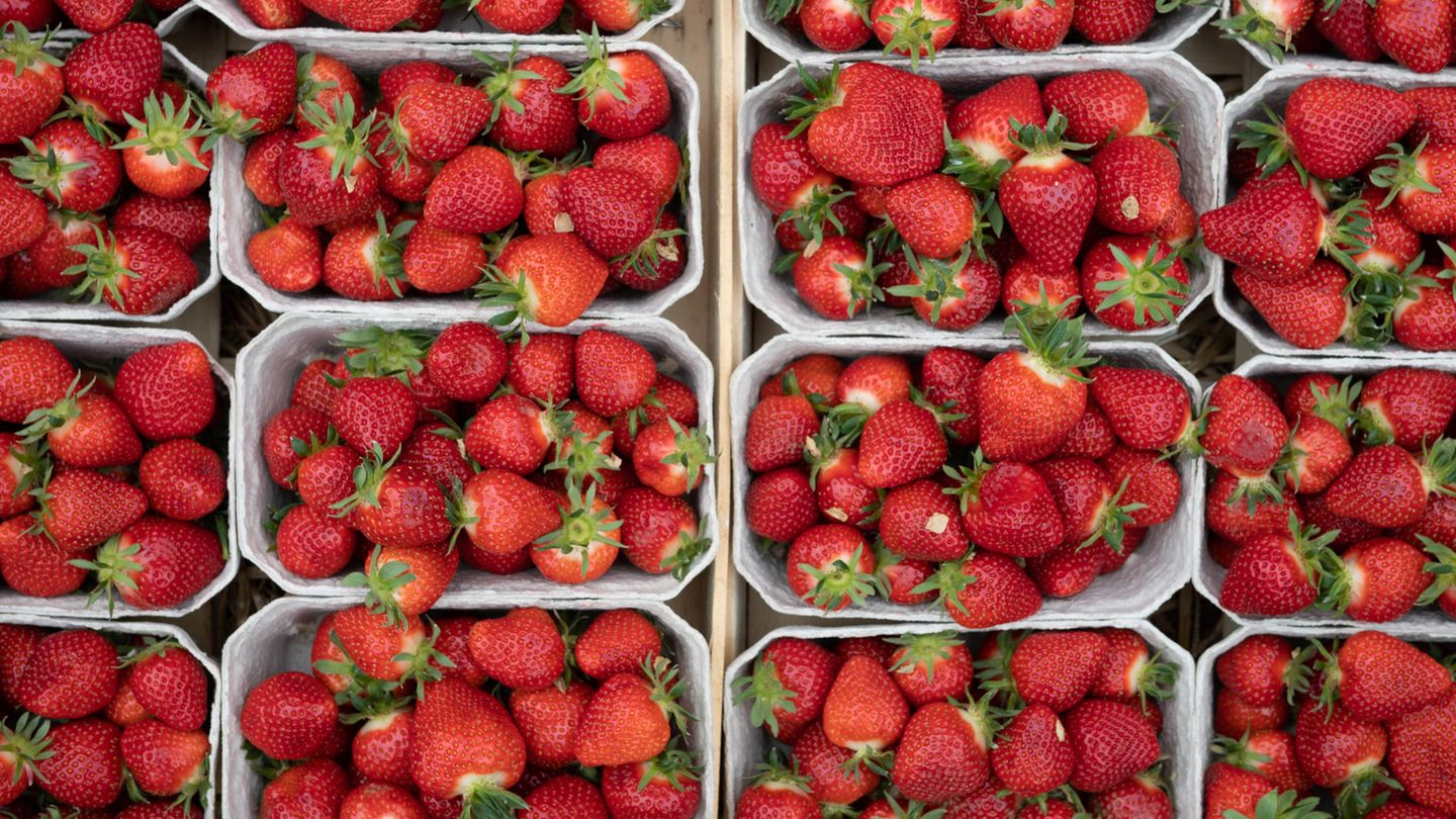 Viele Schalen mit Erdbeeren nebeneinander