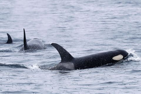 Orcas im Meer: Zu den Gründen für die Attacken der Tiere vor der Iberischen Halbinsel gibt es viele Theorien
