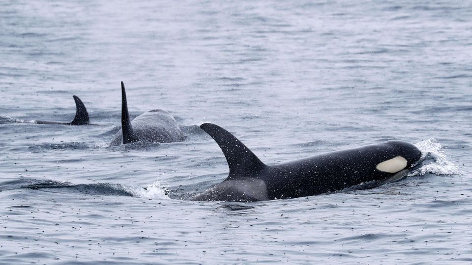 Orcas im Meer: Zu den Gründen für die Attacken der Tiere vor der Iberischen Halbinsel gibt es viele Theorien