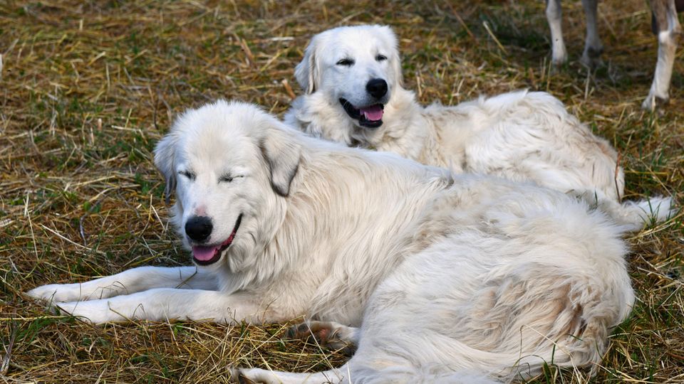 Zwei Labradore (Symbolbild)