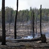 Verbrannter Wald bei Jüterbog