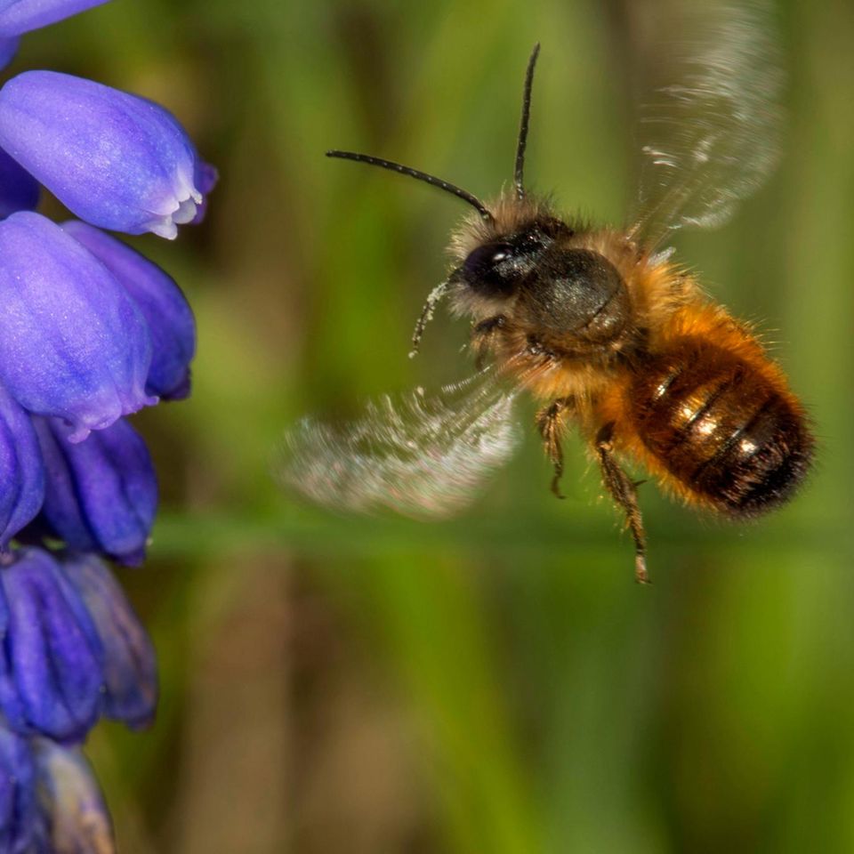 Rote Mauerbiene im Flug