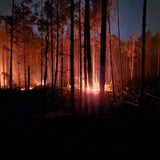 Flammen lodernden bei einem Waldbrand auf einem ehemaligen Truppenübungsplatz bei Jüterbog