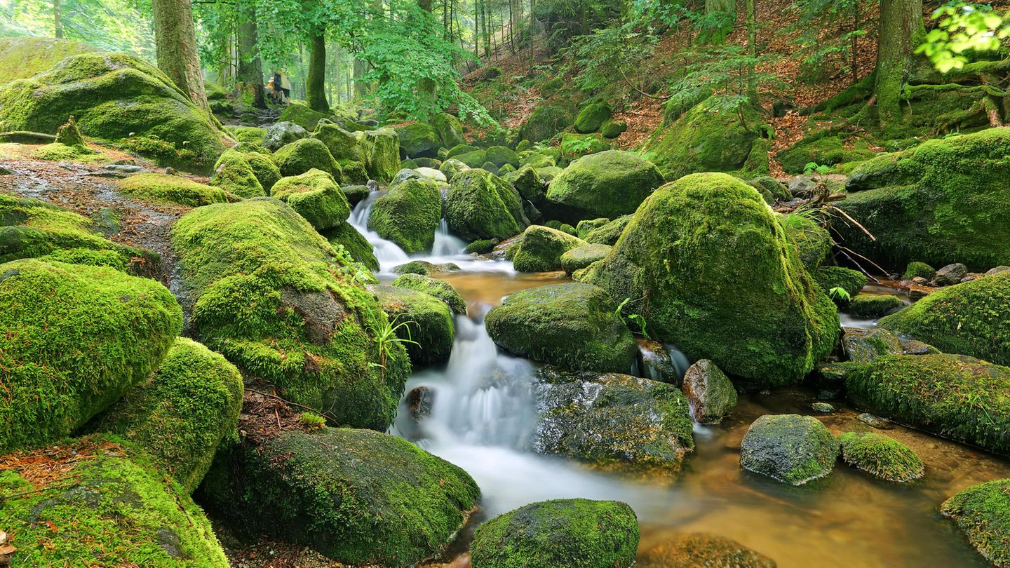 Platz 7: Gertelbach Wasserfälle, Baden-Württemberg Im Norden des Nationalparks Schwarzwald befindet sich ein Rundwanderweg, der die Besucher an gleich mehreren Wasserfällen entlangführt. Über malerische Stege und idyllische Brücken wandert man hier im Tal des Gertelbachs herum und kann sich von der Magie des Waldgebietes verzaubern lassen. Besonders lohnt sich außerdem der Ausblick vom Wiedenfelsen. Art: Rundweg Strecke: 9 Kilometer