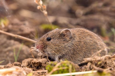 Gemeine Wühlmaus (Microtus arvalis)