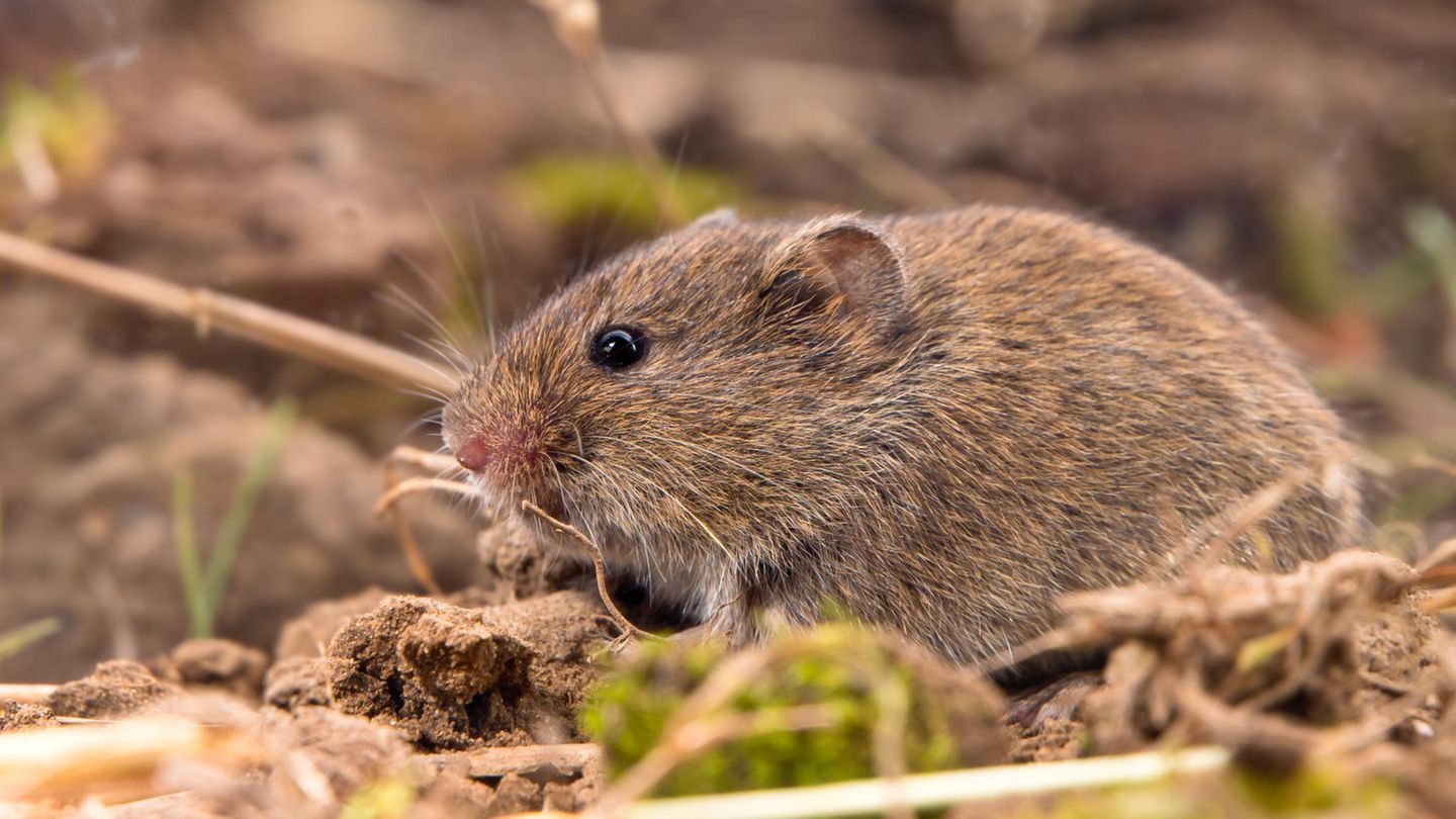 Gemeine Wühlmaus (Microtus arvalis)