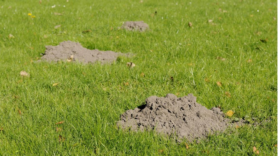 Wühlmäuse vertreiben So schützen Sie Garten und Hochbeete STERN.de