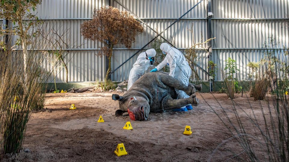 Zwei Schüler in Schutzanzügen untersuchen ein ausgestopftes Nashorn, das auf dem Boden liegt