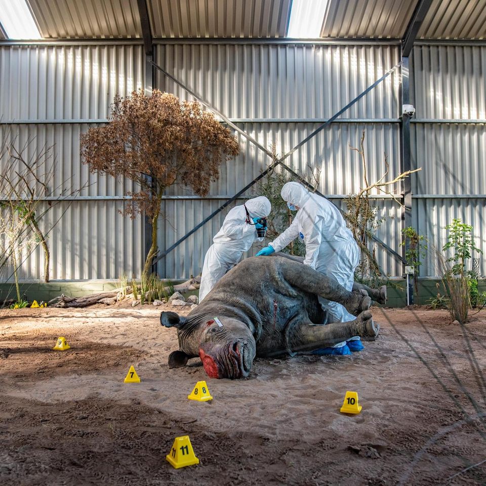 Zwei Studierende in Schutzanzügen inspizieren ein ausgestopftes Nashorn das am Boden liegt