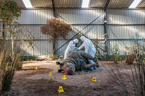 Zwei Studierende in Schutzanzügen inspizieren ein ausgestopftes Nashorn das am Boden liegt