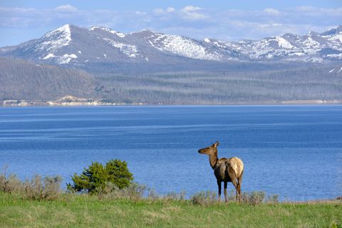 Ein Wapiti vor Bergpanorama im Yellowstone Nationalpark