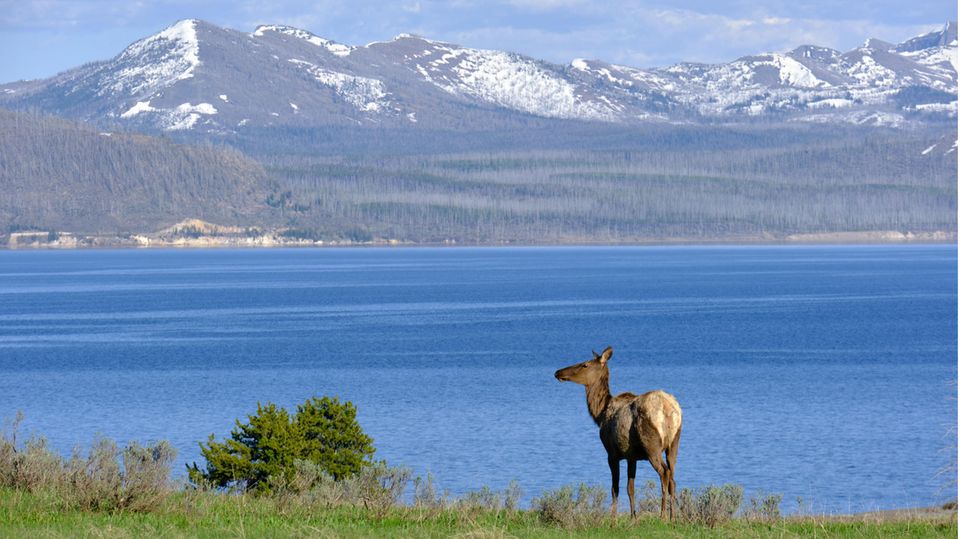 Eine Elchkuh vor Bergpanorama im Yellowstone Nationalpark