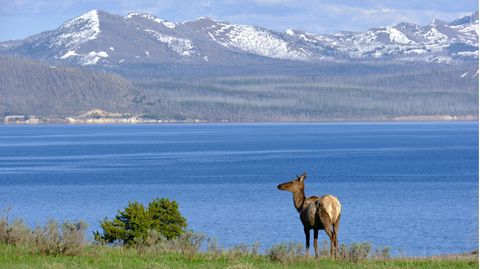 Eine Elchkuh vor Bergpanorama im Yellowstone Nationalpark