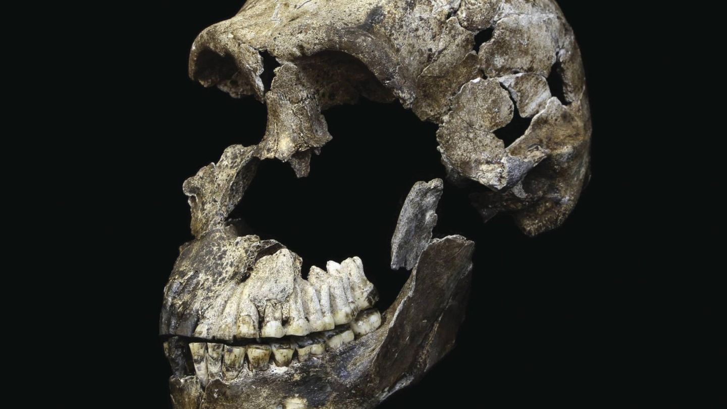 Schädel des Homo naledi