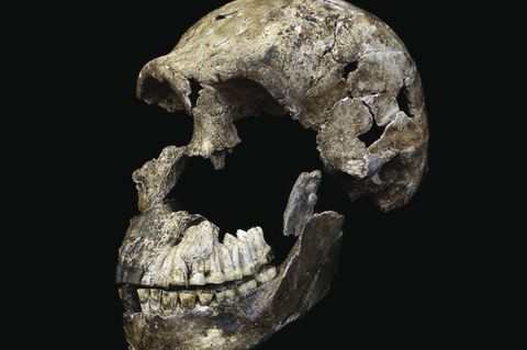 Schädel des Homo naledi