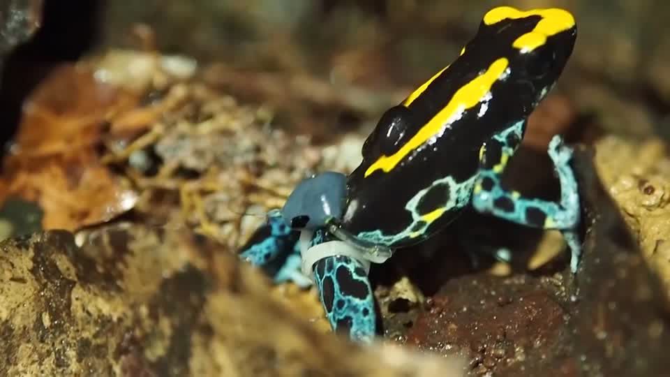 Video: Sender-Hosen für Urwaldfrösche