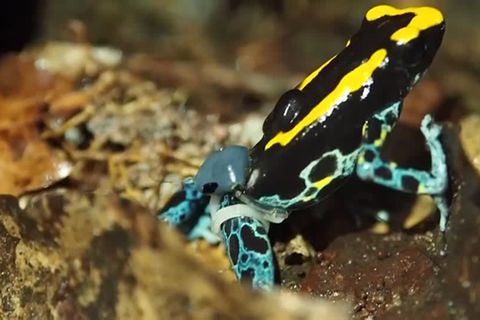 Video: Sender-Hosen für Urwaldfrösche