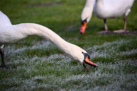 Schwäne auf Wiese