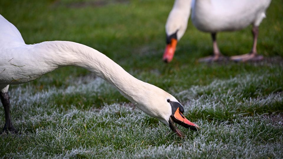 Schwäne auf Wiese
