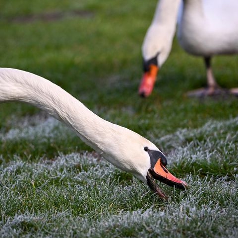Schwäne auf Wiese