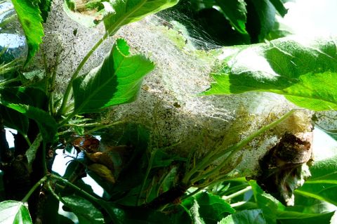 Ein Nest der Apfelgespinstmotte