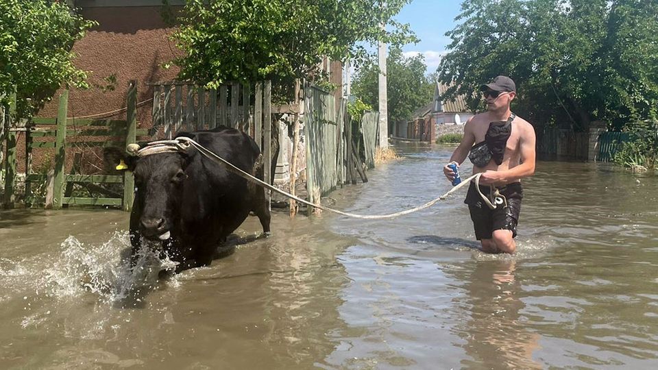 Ein junger Mann in Badehose führt an einem Strick eine Kuh durch ein überflutetes Dorf in der Ukraine