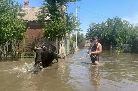 Ein junger Mann in Badehose führt an einem Strick eine Kuh durch ein überflutetes Dorf in der Ukraine