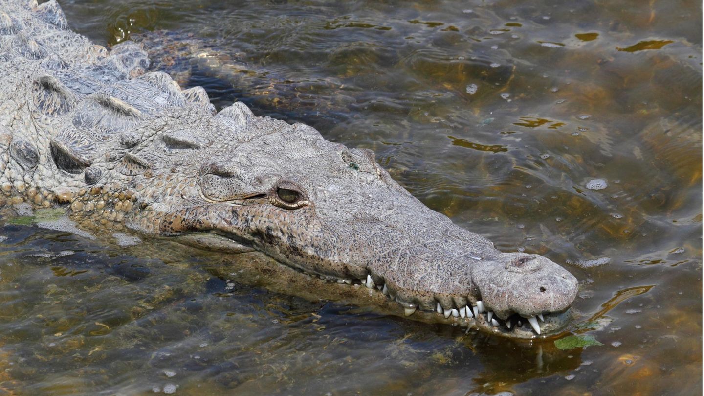 Crocodile reproduces despite living alone for 16 years