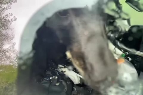Video: Sitzt ein Bär am Steuer...