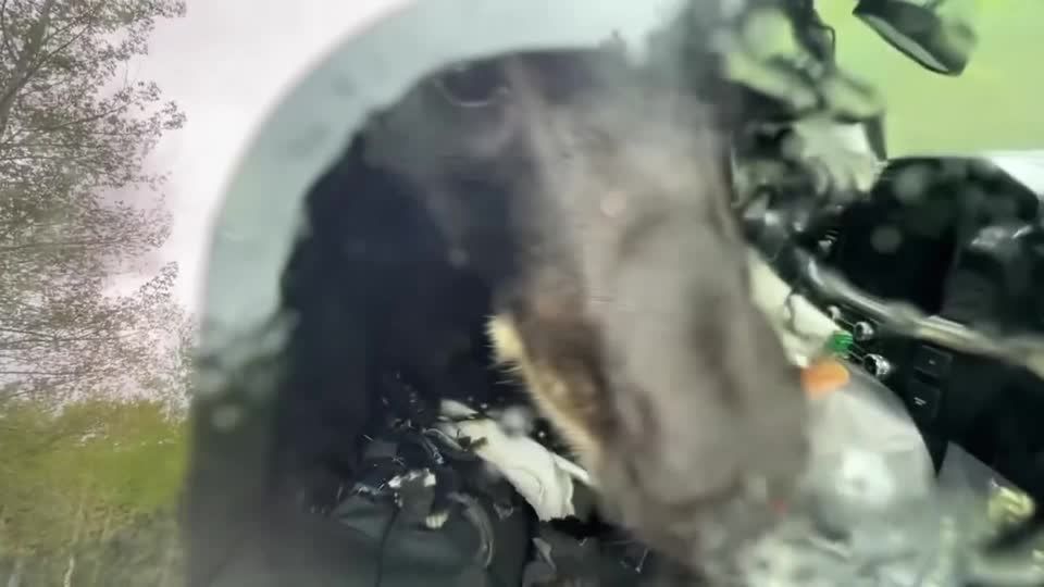 Video: Sitzt ein Bär am Steuer...