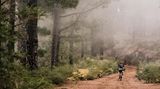 Ein Radfahrer fährt über einen von Bäumen gesäumten Pfad. Es ist neblig