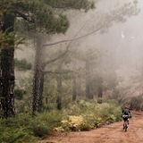 Ein Radfahrer fährt über einen von Bäumen gesäumten Pfad. Es ist neblig