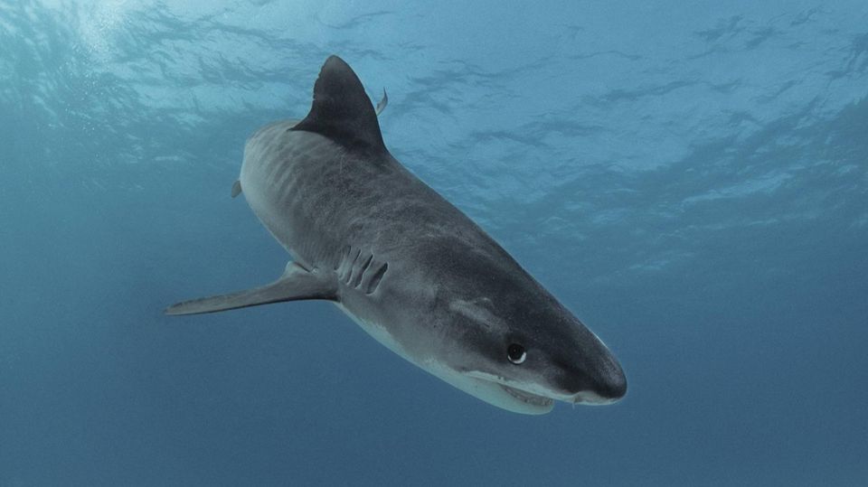 Ein Tigerhai im Roten Meer vor Ägypten (Archivbild): In Hurghada kam es zu einem tödlichen Zwischenfall