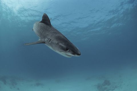 Ein Tigerhai im Roten Meer vor Ägypten (Archivbild): In Hurghada kam es zu einem tödlichen Zwischenfall
