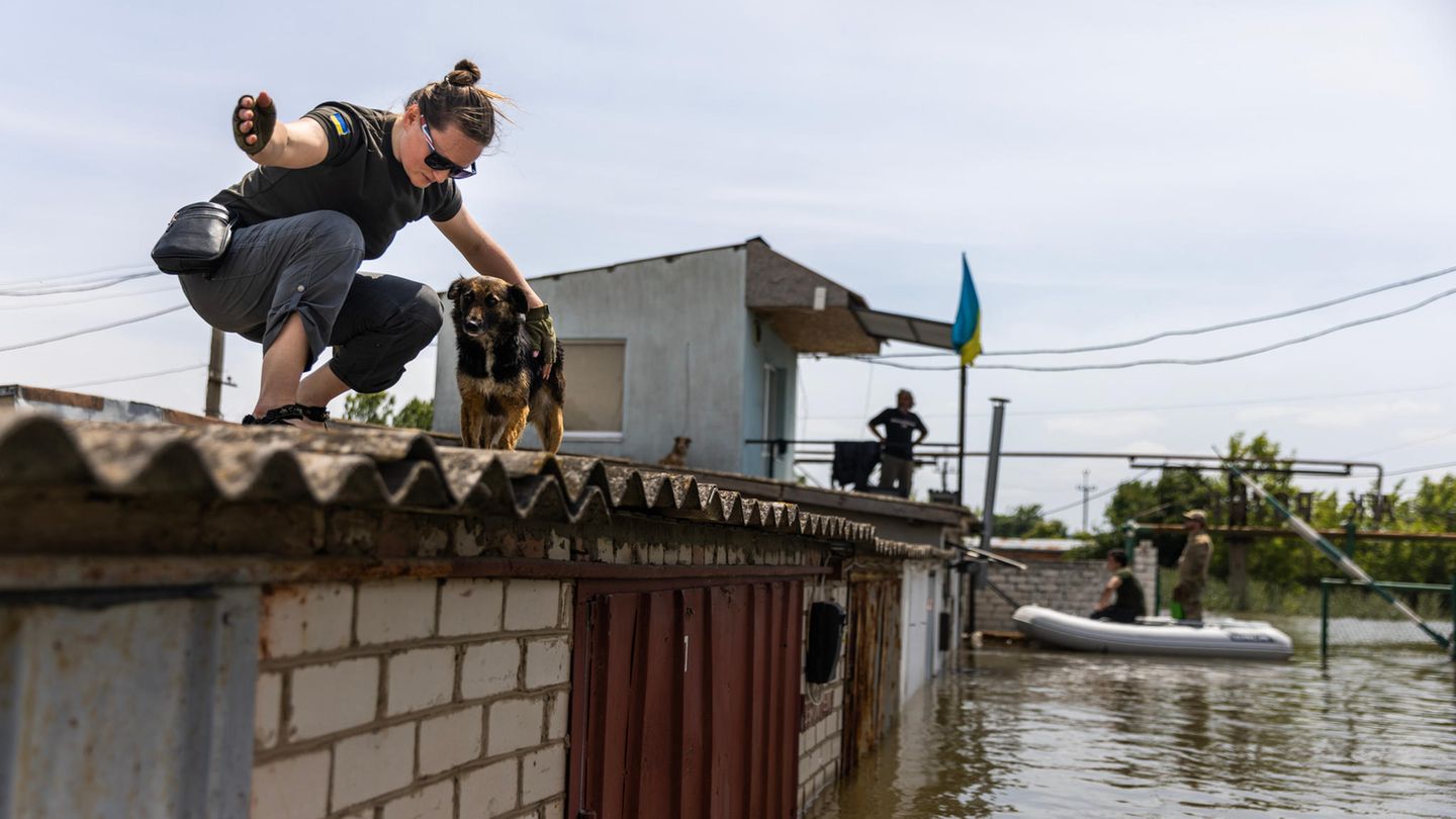 Eine freiwillige Helferin ermutigt in Cherson einen Hund, zum Rettungsboot zu gehen