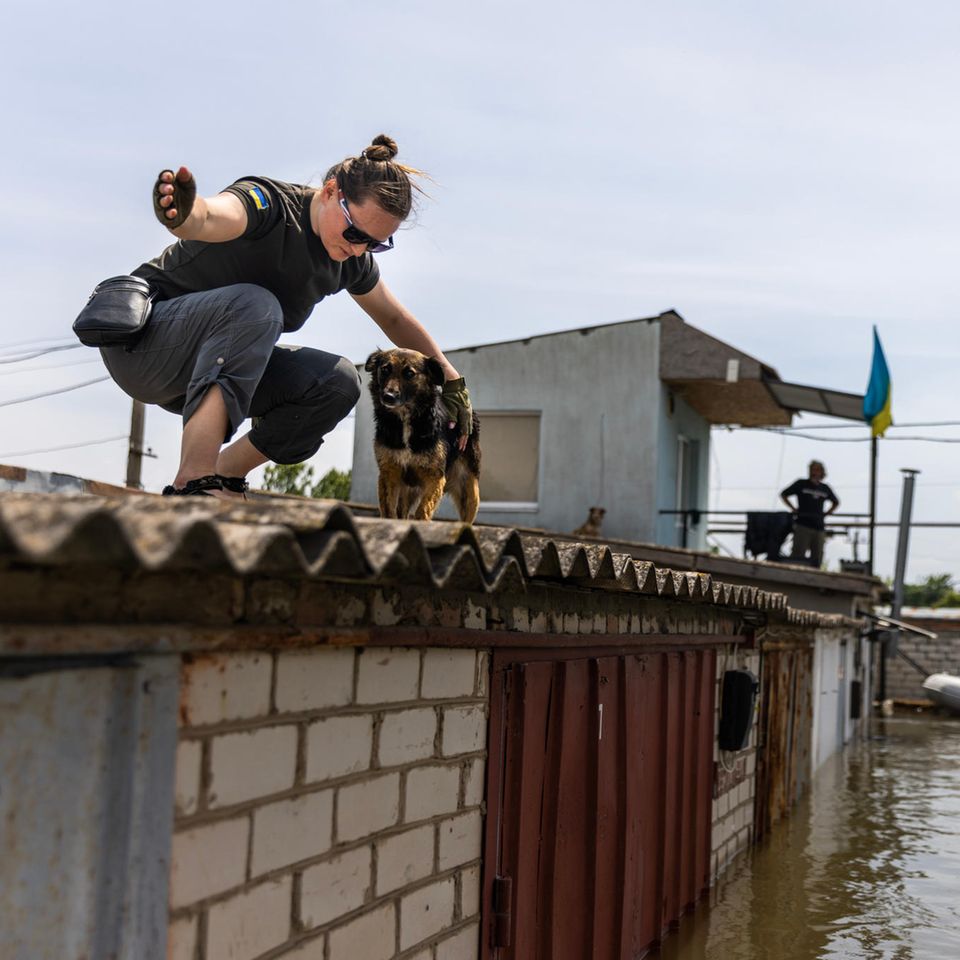 Eine freiwillige Helferin ermutigt in Cherson einen Hund, zum Rettungsboot zu gehen
