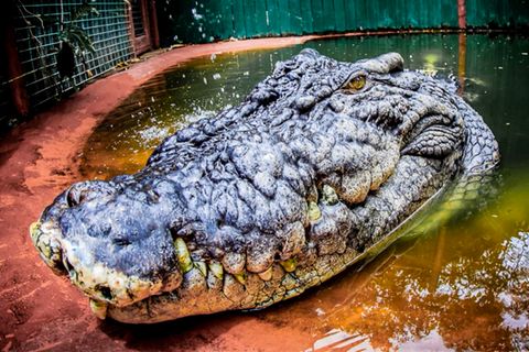 XXL-Krokodil Cassius ist angeblich 120 Jahre alt – dabei ist seine Größe der wahre Rekord