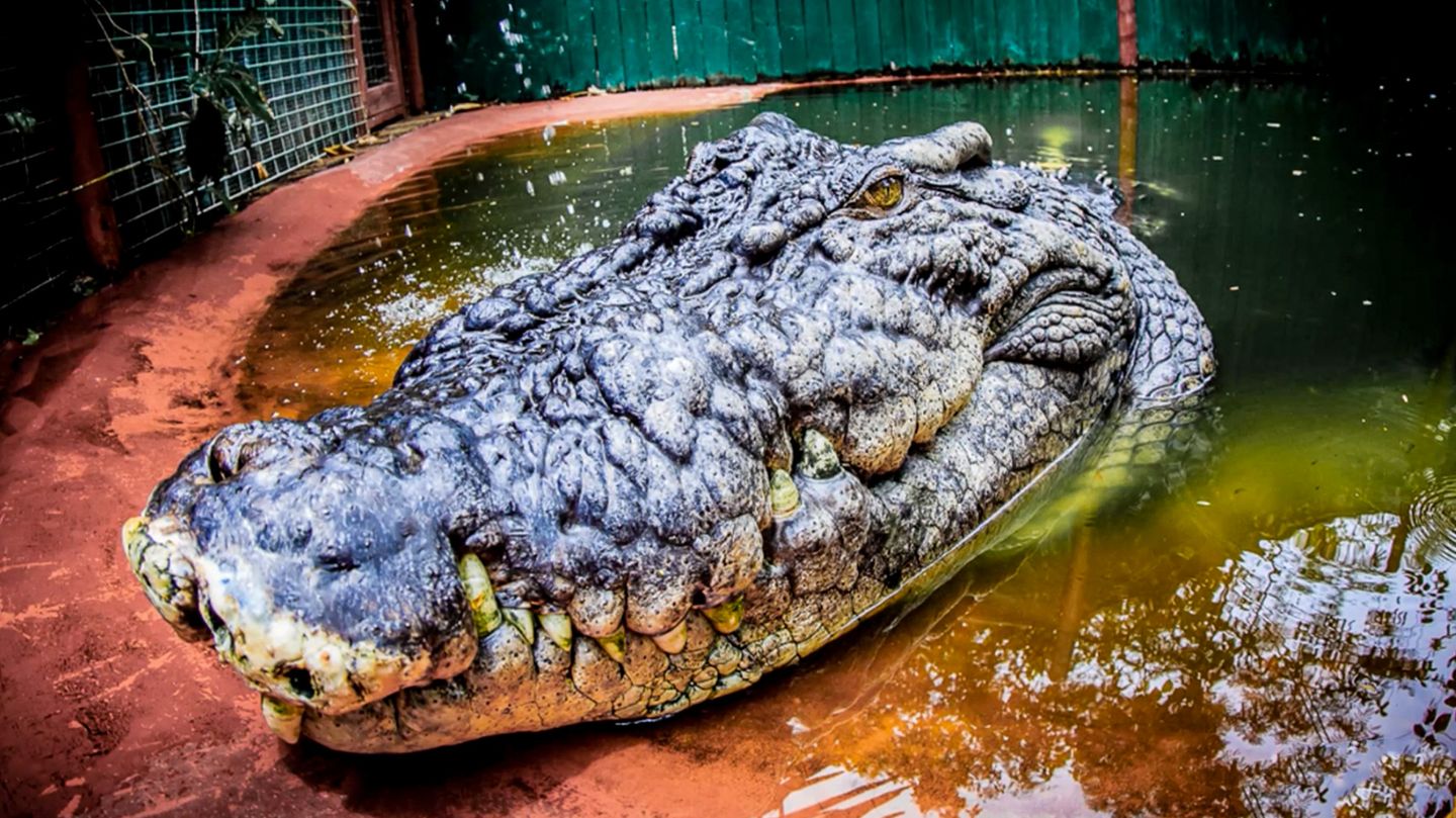 Gewaltiger Räuber: XXL-Krokodil Cassius soll 120 Jahre alt sein – dabei ist seine Größe der wahre Rekord