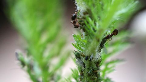 Was hilft gegen Ameisen? Diese Tipps können das Ungeziefer wirksam beseitigen