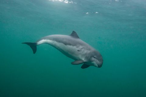 Ein Schweinswal unter Wasser im Meer vor den Shetland Inseln