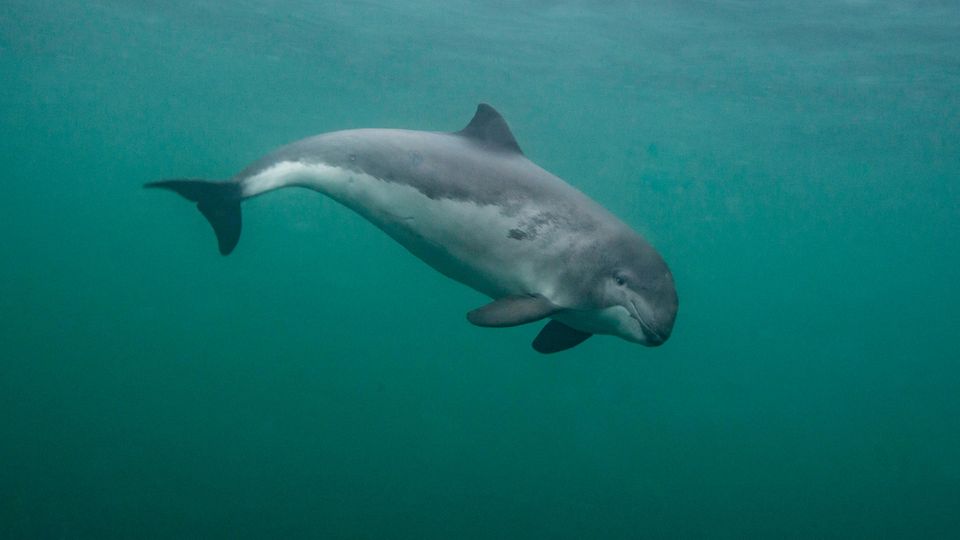 Ein Schweinswal unter Wasser im Meer vor den Shetland Inseln