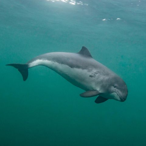 Ein Schweinswal unter Wasser im Meer vor den Shetland Inseln